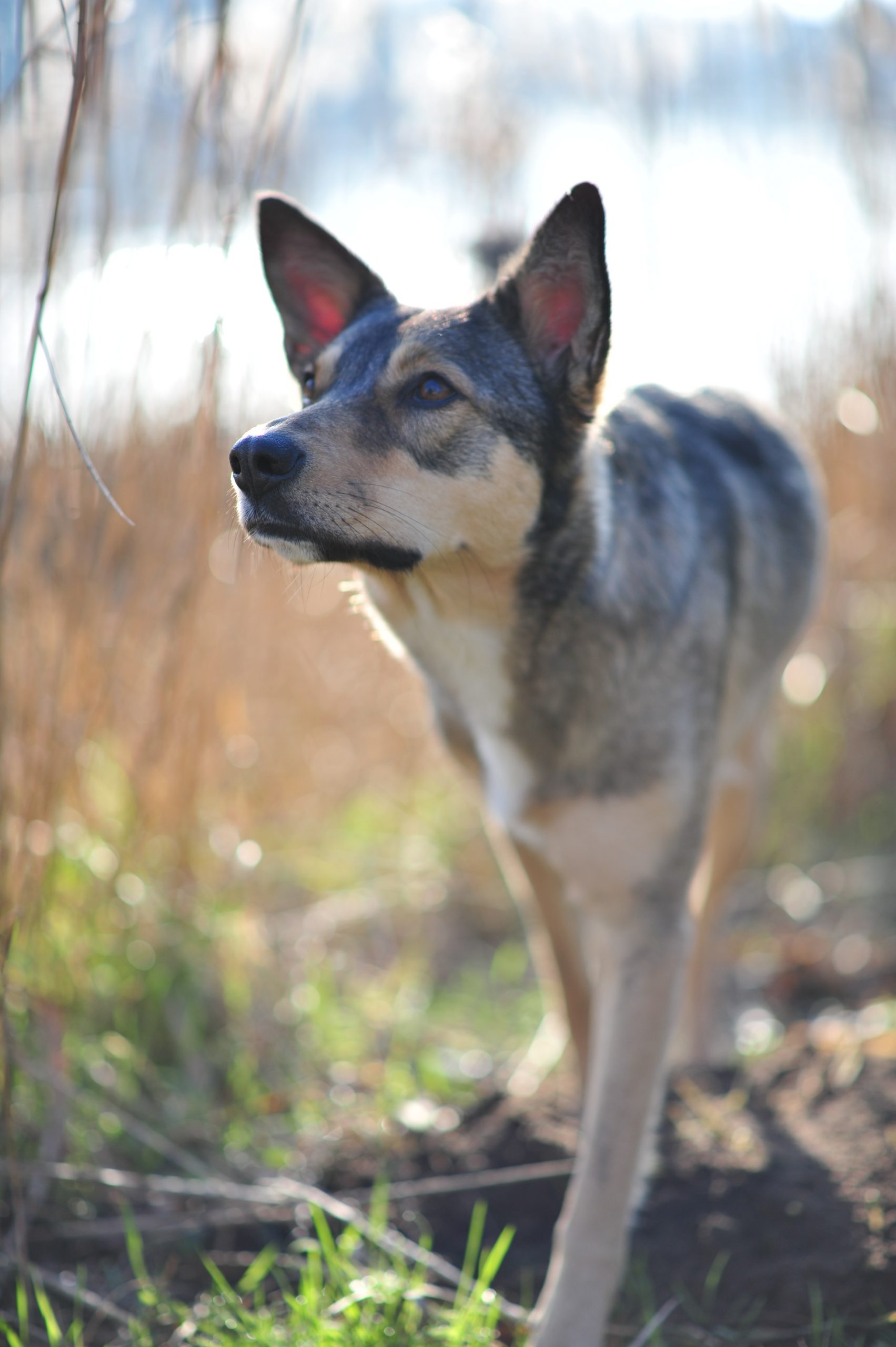 Tierphysio.Hamburg_SophieSydow