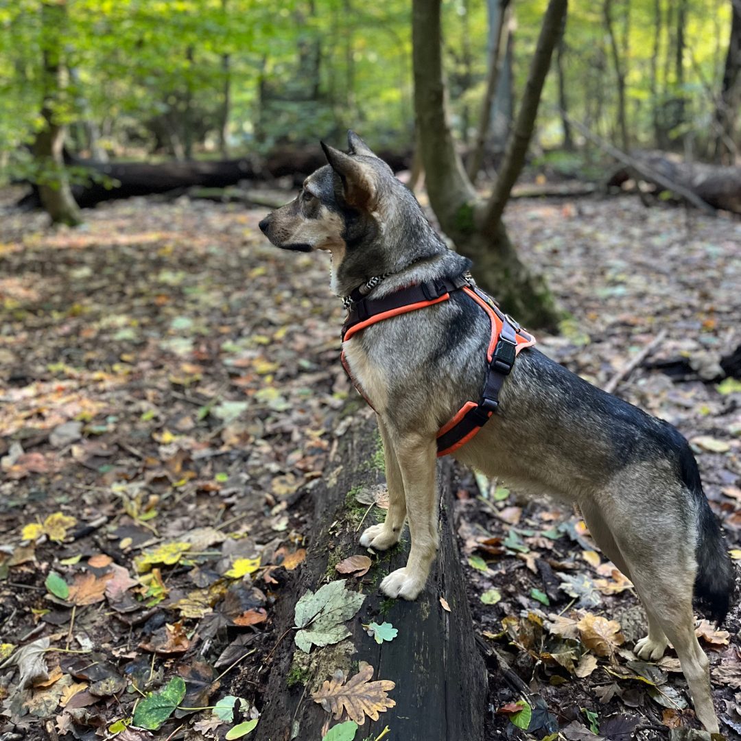 Physio Walk für Hunde in Hamburg mit Tierphysio.Hamburg