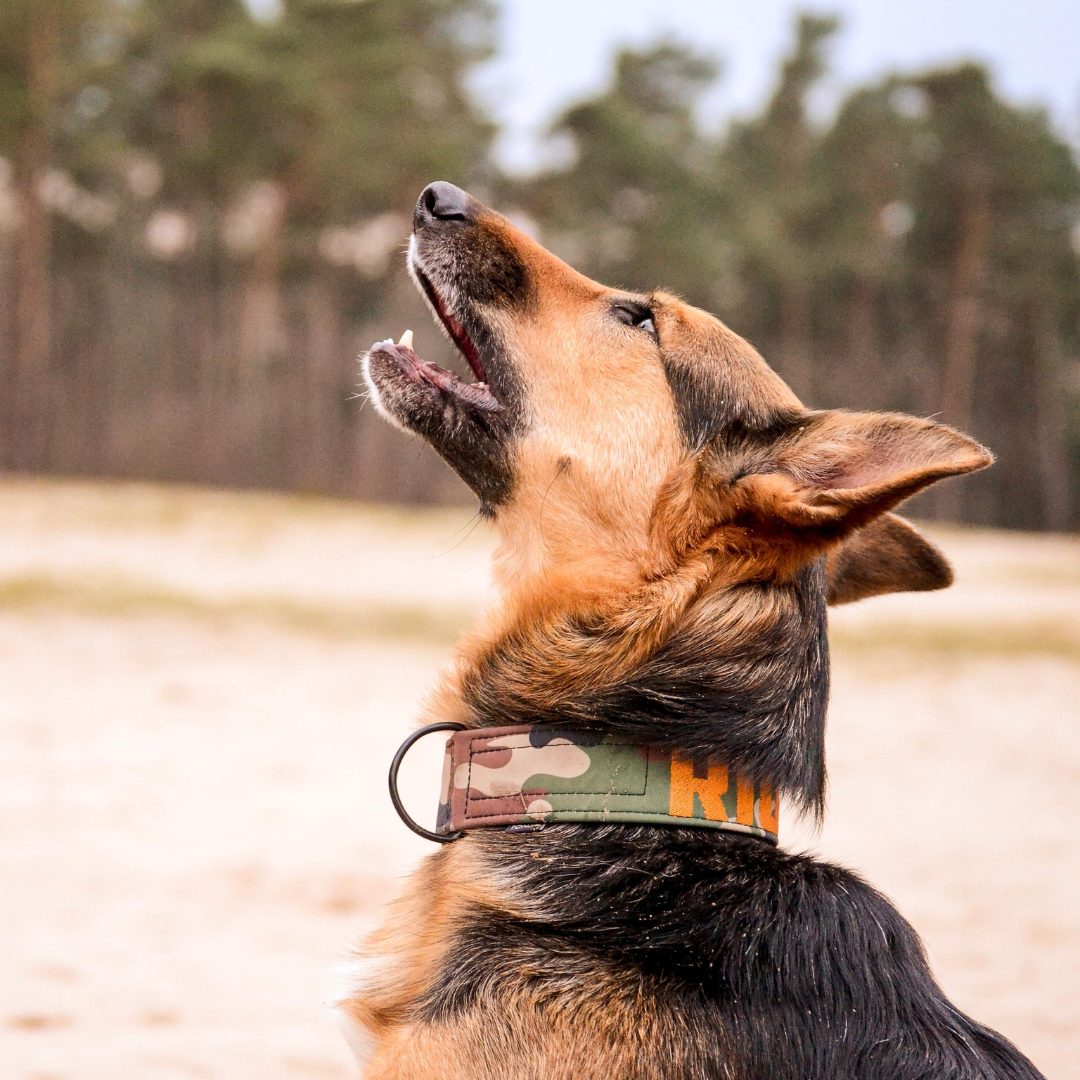 PhotoPhysioWalk_tierphysioHamburg_noeyposselt