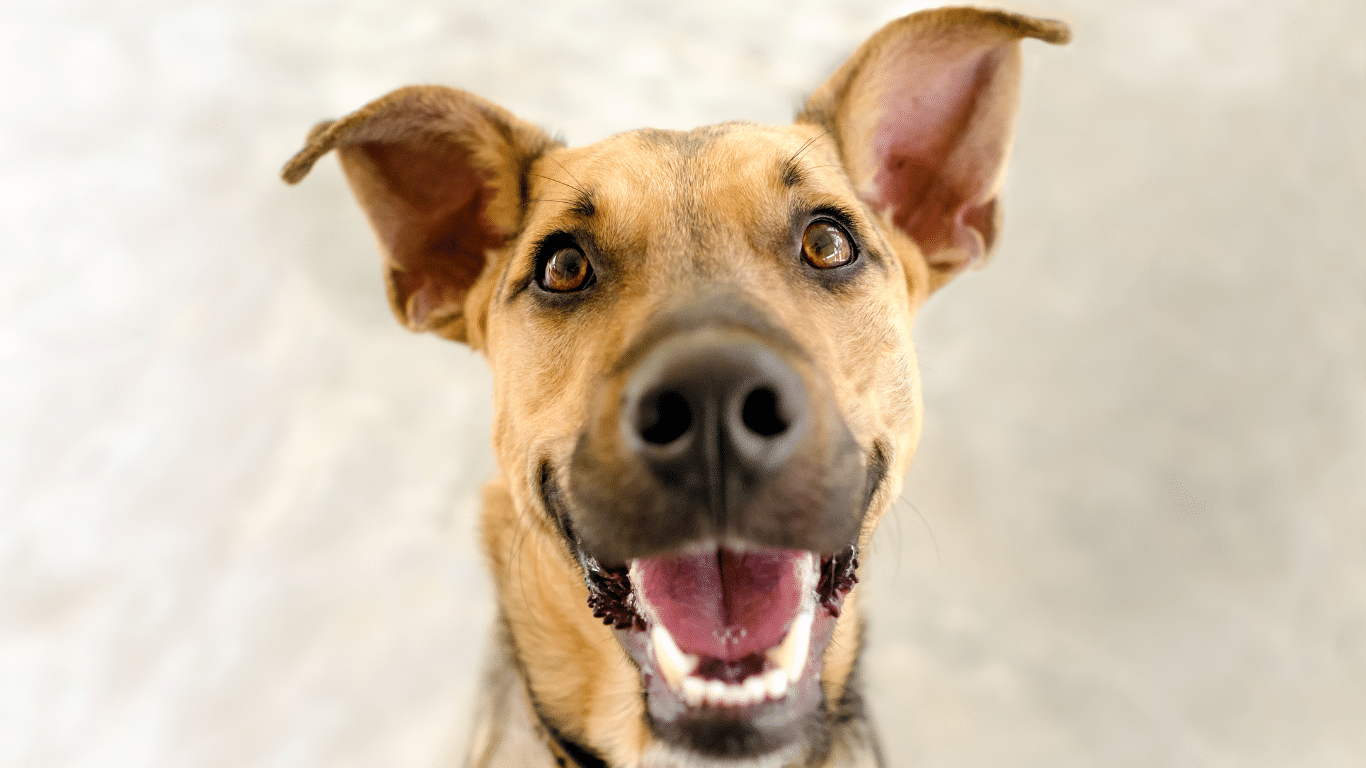ZahnbehandlungbeimHund_HundephysiotherapieinHamburg_Tierphysio.Hamburg