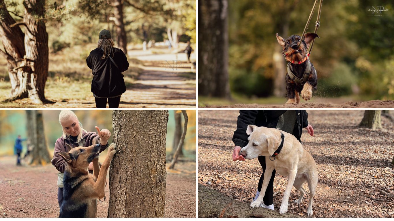 Physio Walk für Hunde in Hamburg: geführte Spaziergänge mit tierphysiotherapeutischen Übungen – auch für Senioren & als Photo Physio Walk. Jetzt Termine entdecken!