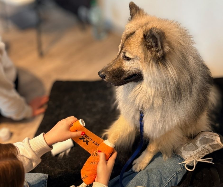 ErsteHilfeKurs_TierphysioHamburg