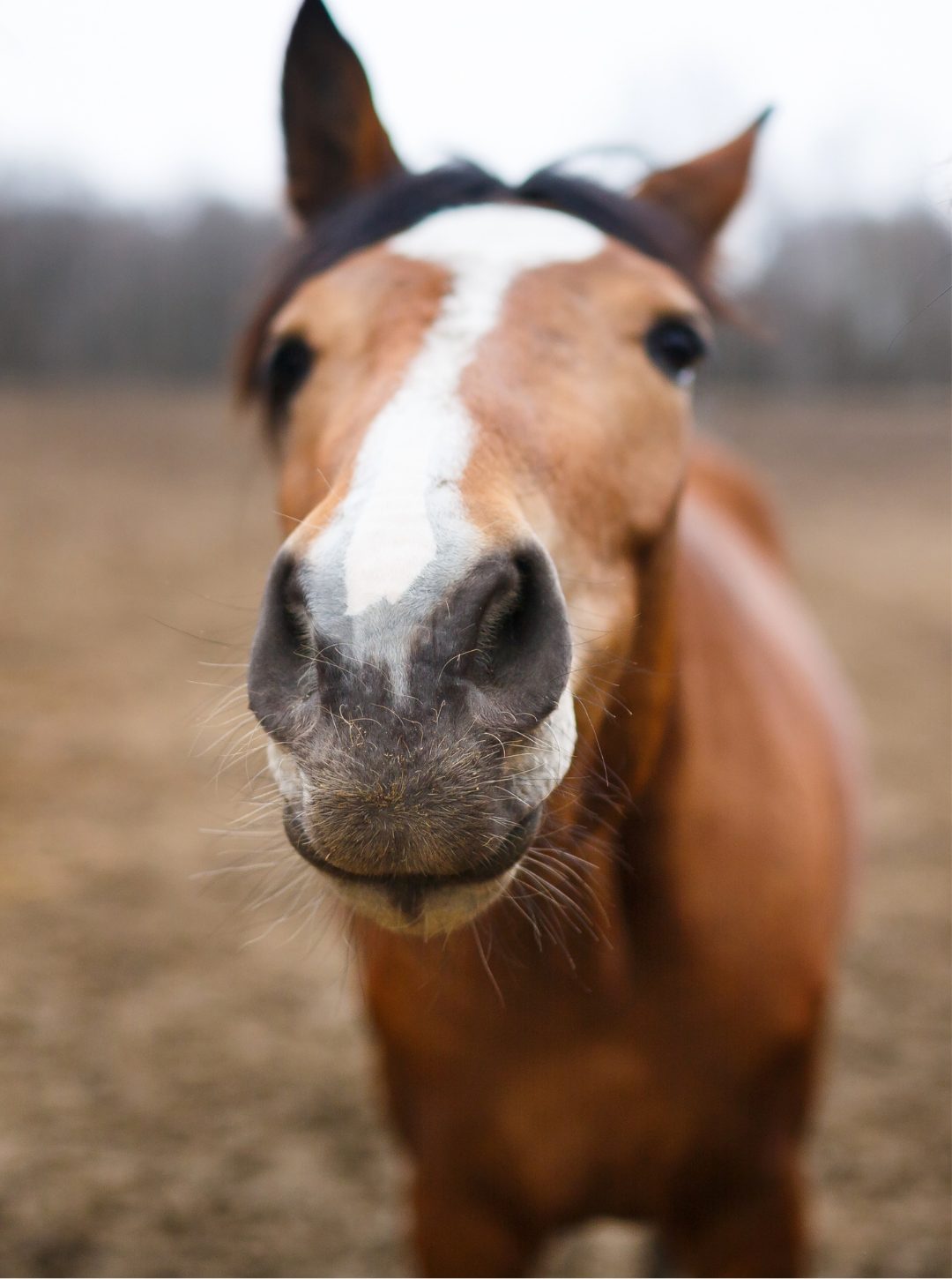 Tierphysio.Hamburg_SophieSydow