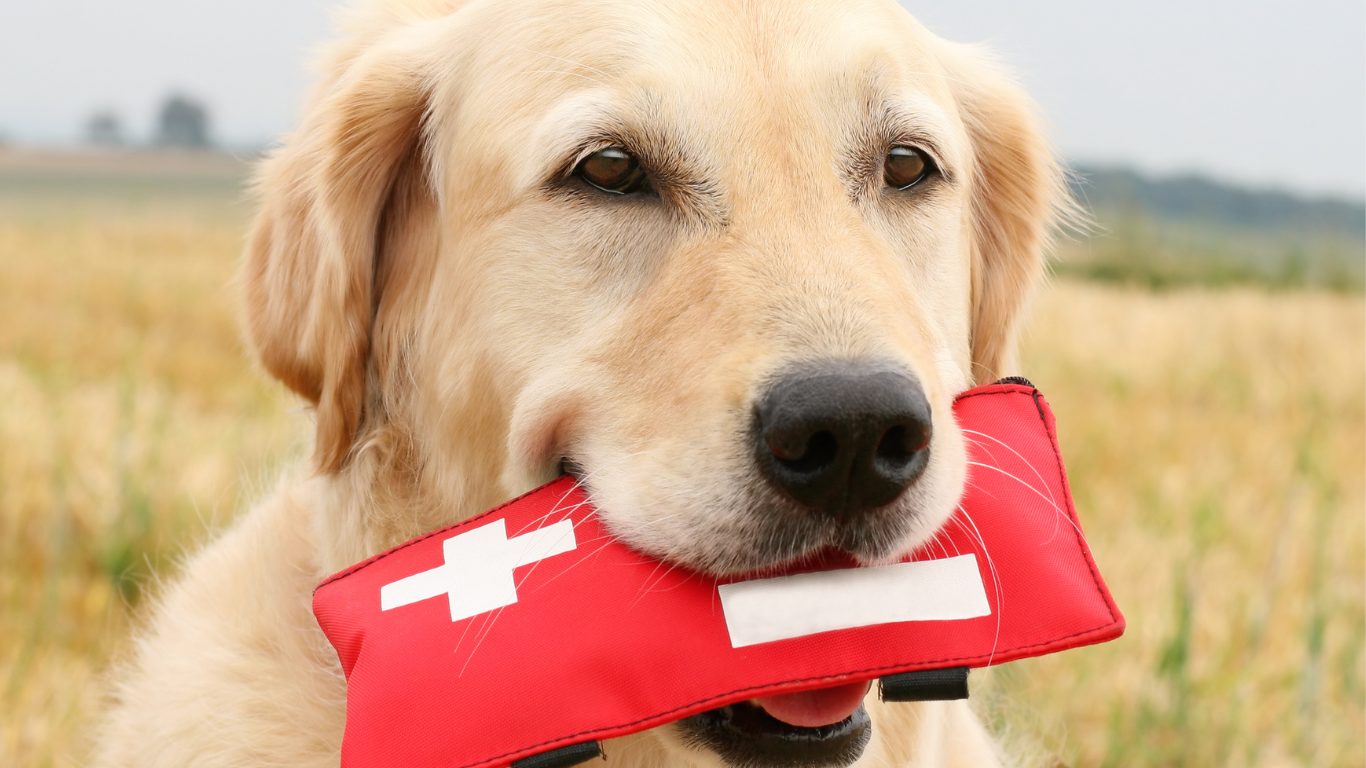 ErsteHilfeKursfürHunde_TierphysioHamburg