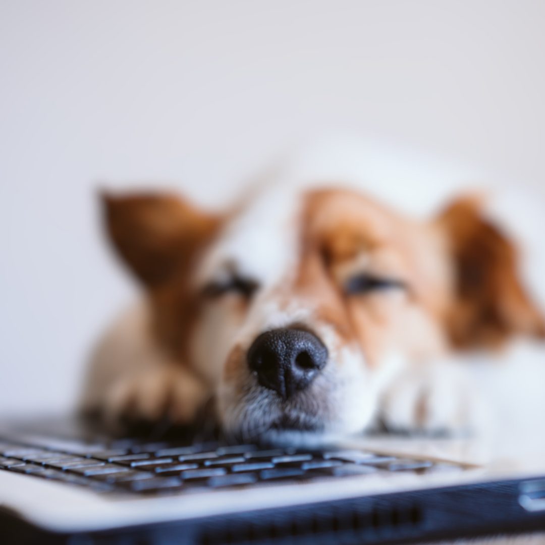 Webinare_TierphysioHamburg