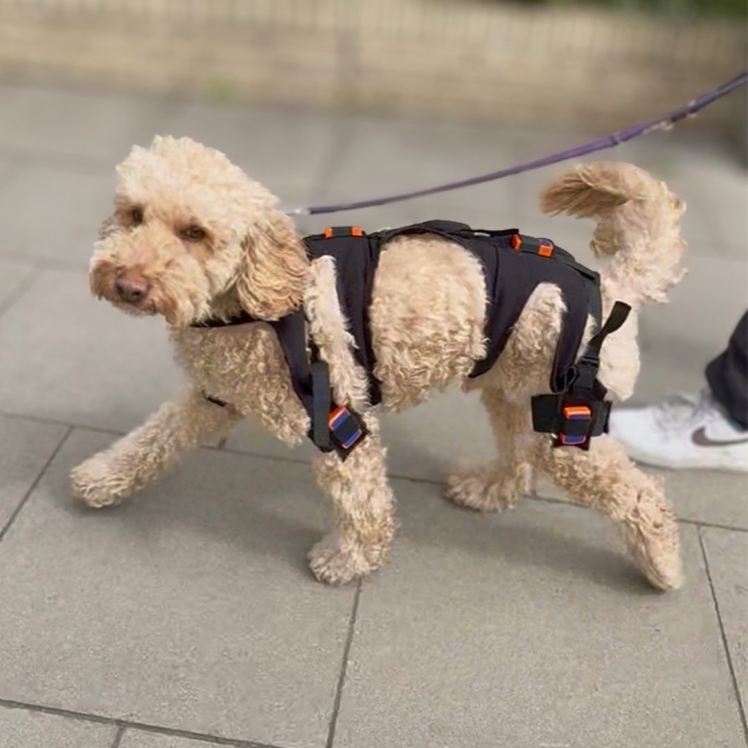 Hund bei einer LupoGait-Gangbildanalyse zur objektiven Bewegungsanalyse