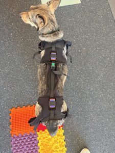 Ganganalyse Hund Hamburg | LupoGait & Welpenanalyse