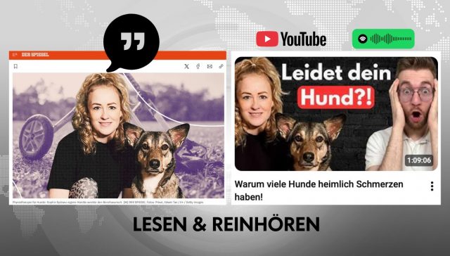 Tierphysiotherapie Hamburg / Hundephysiotherapie Hamburg