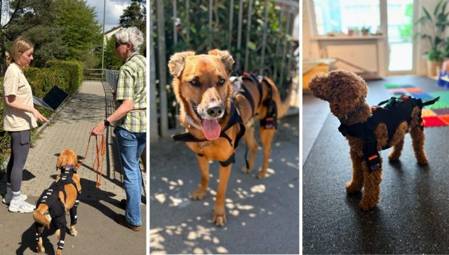 Objektive Ganganalyse beim Hund mit LupoGait in Hamburg. Bewegungsmuster und Asymmetrien erkennen – erster und einziger Standort in Norddeutschland.