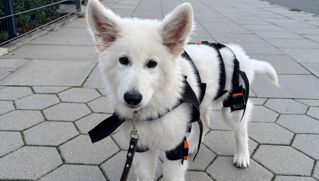 Tierphysio.Hamburg_SophieSydow_LupoGaitPuppy_Welpenwachstum_HD_Prävention