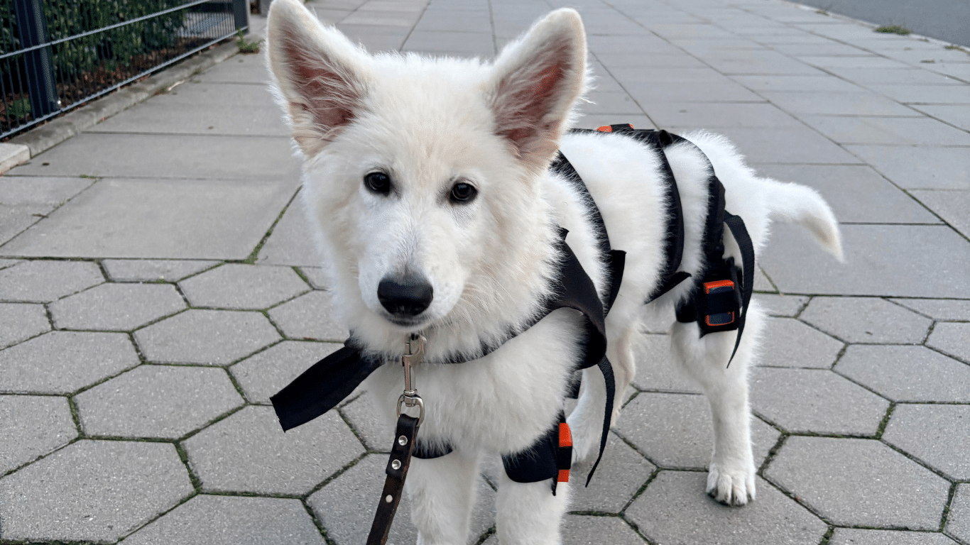 Tierphysio.Hamburg_SophieSydow_LupoGaitPuppy_Welpenwachstum_HD_Prävention