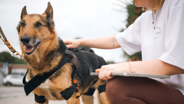 Tierphysio.Hamburg_Gangbildanalyse_LupoGait_4dvets_OrthovetSchweiz