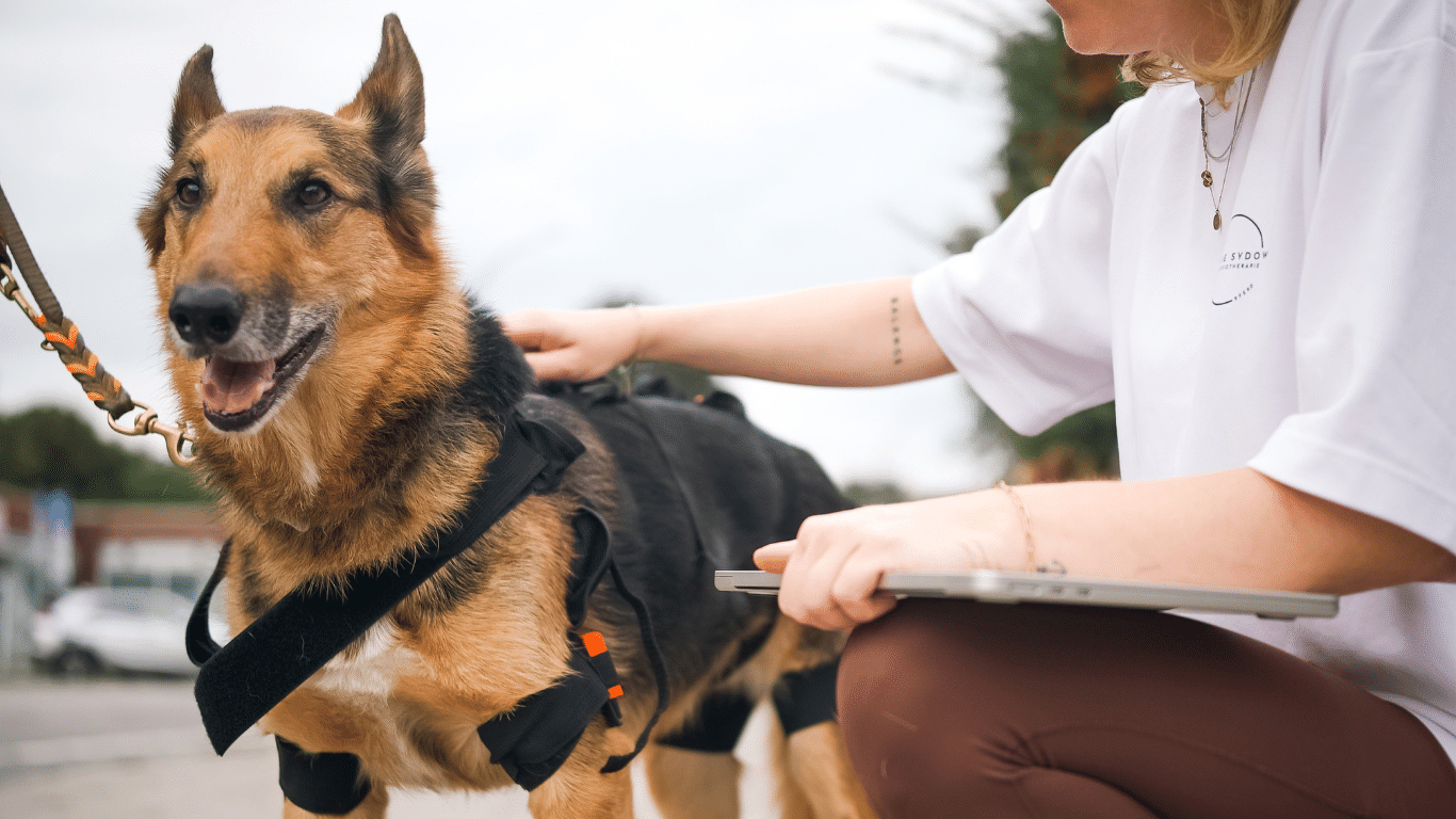 Tierphysio.Hamburg_Gangbildanalyse_LupoGait_4dvets_OrthovetSchweiz