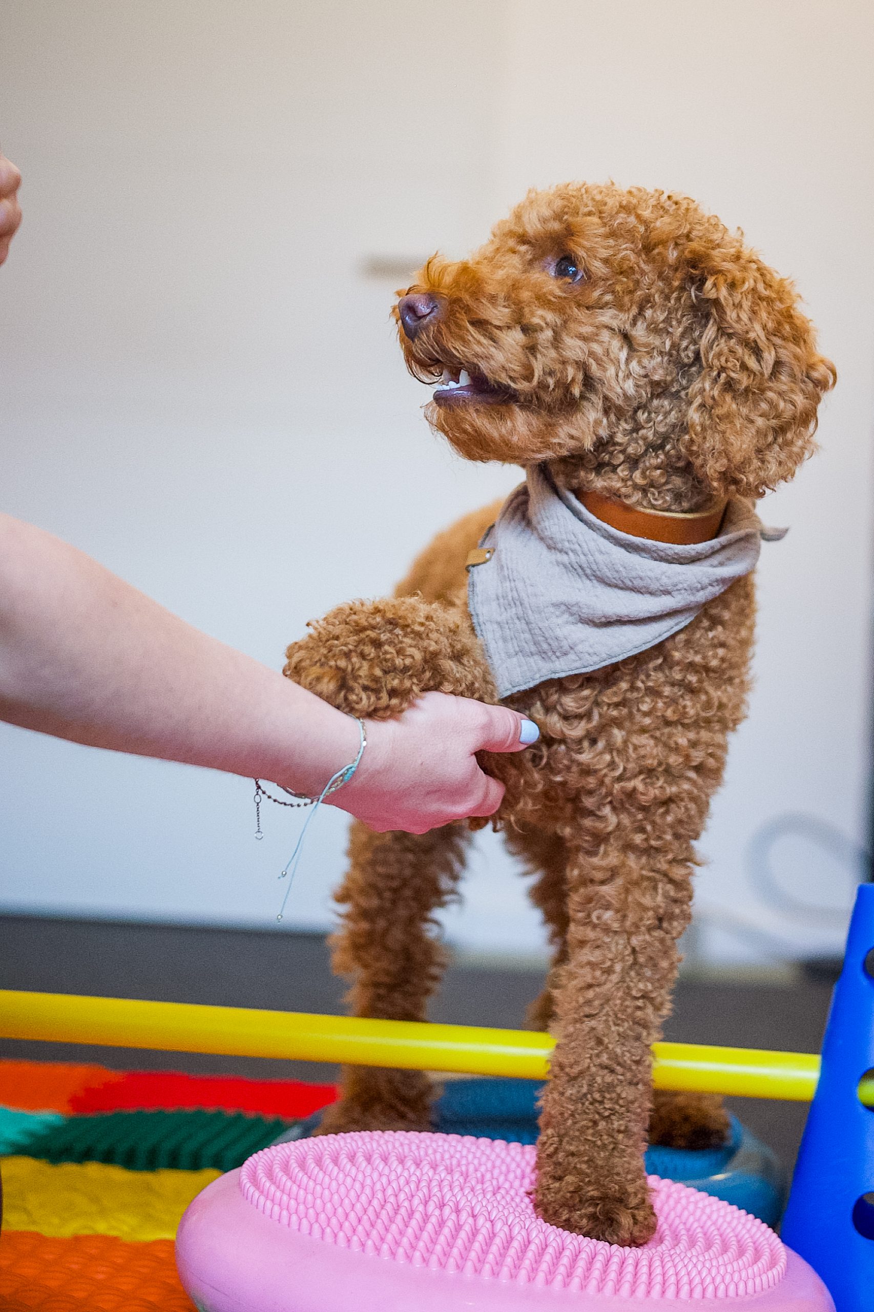 Tierphysio.Hamburg_Service_Leistungen